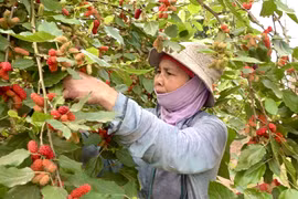 Nông dân Hà Nội tất bật vào vụ thu hoạch dâu tằm