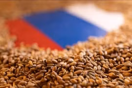 Nga mở rộng hạn chế xuất khẩu ngũ cốc