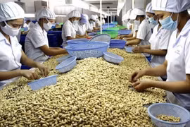 Xuất khẩu hạt điều tăng vọt