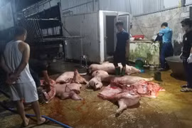 Phát hiện 1,1 tấn thịt nhiễm dịch tả lợn châu Phi tại Thái Nguyên, chủ hàng chỉ bị phạt 7 triệu đồng