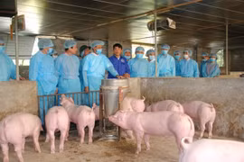 Lãnh đạo địa phương phải chịu trách nhiệm trước Thủ tướng nếu để bùng phát dịch tả lợn châu Phi