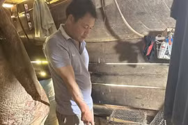 Gia Lai: Tạm giữ đối tượng tàng trữ, buôn bán động vật nguy cấp quý hiếm