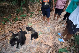 Gia súc chìm trong nước lũ ở Brazil, khỉ rú rơi chết hàng loạt vì nắng nóng ở Mexico