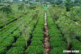 Chiêm ngưỡng vườn chè cổ hàng trăm tuổi ở Thái Nguyên