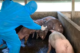 Thủ tướng yêu cầu thực hiện nghiêm các biện pháp phòng, chống dịch tả lợn châu Phi