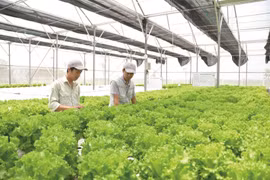 Xuất khẩu sản phẩm trồng trọt hướng đến mục tiêu trên 26 tỷ USD