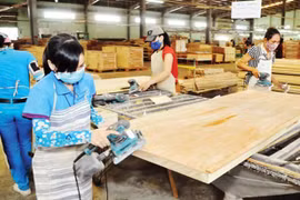 Gỗ Trường Thành (TTF) kinh doanh thua lỗ, bị ngân hàng phong tỏa tài khoản