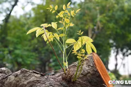 Sức sống mới từ những mầm non vươn lên sau bão