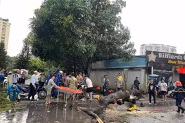 Hà Nội: Bão Yagi gây giông lốc lớn, 2 người thương vong do cây đổ đè trúng người