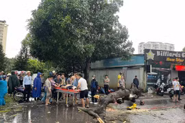 Hà Nội: Cơn giông quá mạnh làm cây xanh bật gốc, đè 2 người dân bị thương nặng