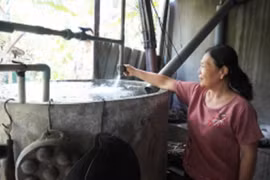 Nhiễm mặn ảnh hưởng hơn 100.000 hộ dân ở Bến Tre, Tiền Giang