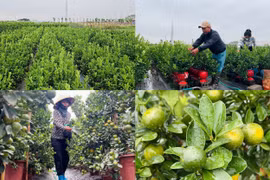 Làng quất Mễ Sở dồn lực chăm sóc, tạo dáng cho cây chuẩn bị vụ Tết