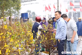 Tiểu thương treo biển "xả hàng" đại hạ giá mai, đào, quất chiều 30 Tết