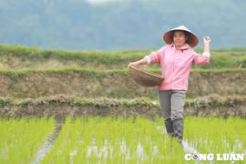 Người dân chân trần, lội ruộng dưới mưa rét chiều 29 Tết