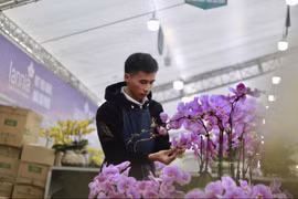 Hà Nội: Thợ cắm hoa lan hồ điệp kiếm tiền triệu mỗi ngày dịp Tết Nguyên đán