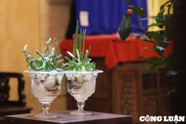 Độc đáo với thú chơi hoa thủy tiên của người dân Hà Nội