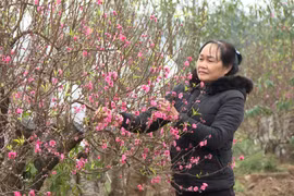 Thời tiết lạnh sâu hãm hoa nở sớm, người trồng đào bớt được nỗi lo
