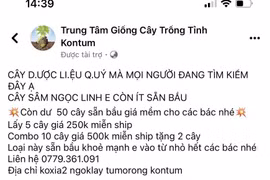 Kon Tum: Lừa bán giống sâm Ngọc Linh giả, thanh niên bị khởi tố