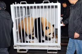Ngoại giao gấu trúc trở lại, hai chú gấu mới từ Trung Quốc đến Washington