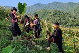 Giải quyết chính sách về đất đai ở Lào Cai: Kế sinh nhai bền vững cho đồng bào dân tộc thiểu số
