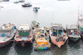 Quảng Ninh: Kiên quyết xử lý dứt điểm tàu cá “3 không”