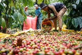 Xuất khẩu cà phê đạt gần 1 tỷ USD chỉ trong 45 ngày