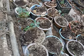 Kon Tum: Hơn 800 cây sâm Ngọc Linh của người dân bị kẻ gian đào trộm