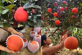 Bưởi đỏ Đông Cao kín đơn đặt hàng dịp Tết Nguyên đán