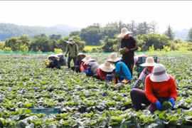 Cảnh giác trước hành vi lừa đảo lao động thời vụ sang Hàn Quốc