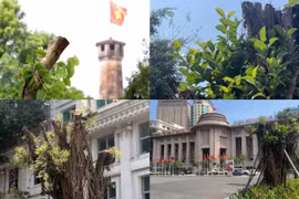 Sức sống mới của cây xanh Hà Nội sau bão