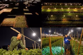 Người dân Tây Tựu xuyên đêm chong đèn, thúc hoa nở kịp Tết