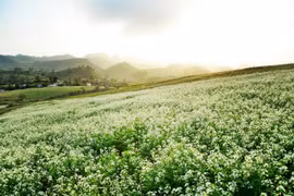 Cơ hội để du lịch Sơn La bứt phá vào mùa cao điểm cuối năm