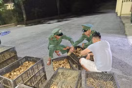 Quảng Ninh: Bắt giữ 2 vụ vận chuyển 11.780 con gà giống không rõ nguồn gốc tại khu vực biên giới
