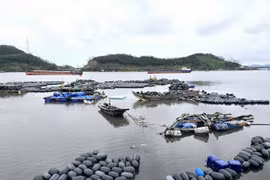 Huyện Vân Đồn: Sẽ hoàn thành giao mặt biển cho người nuôi trồng thủy sản trước ngày 30/9 sau thảm họa