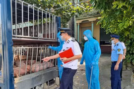 Thái Nguyên: Phát hiện 12 con lợn có biểu hiện lờ đờ nghi mắc bệnh truyền nhiễm nguy hiểm