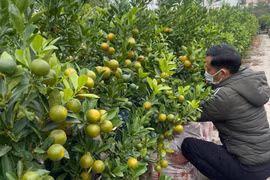 Giá quất tăng cao, thương lái tranh nhau đặt cọc sớm