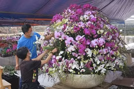 Hà Nội: Hiệu quả từ mô hình trồng lan Hồ Điệp công nghệ cao ở Đan Phượng