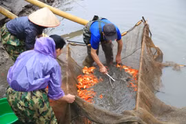 Dân làng Thủy Trầm hối hả vớt cá chép đỏ phục vụ Tết ông Công ông Táo