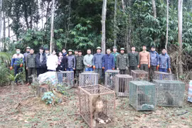 Tái thả 30 thú hoang dã sau cứu hộ ở Sa Pa vào Vườn quốc gia Vũ Quang
