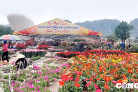 Quảng Ninh: Chợ Hoa xuân Hạ Long nhộn nhịp ngày cuối năm