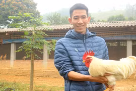 Tân Sơn (Phú Thọ): Anh nông dân làm giàu từ nuôi "gà tiến vua"