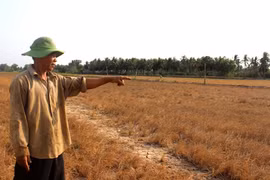 Tỉnh đầu tiên ở miền Tây công bố tình huống khẩn cấp về thiên tai xâm nhập mặn, thiếu nước