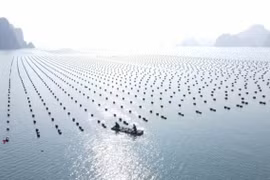 Phát triển bền vững nuôi biển - Nhìn từ Quảng Ninh
