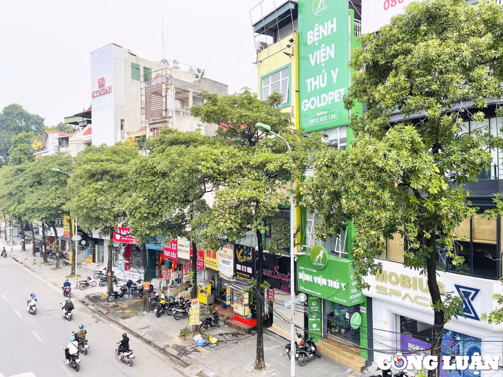 ha noi de xuat di doi 80 cay hoa sua do mui huong qua dam dac hinh 1