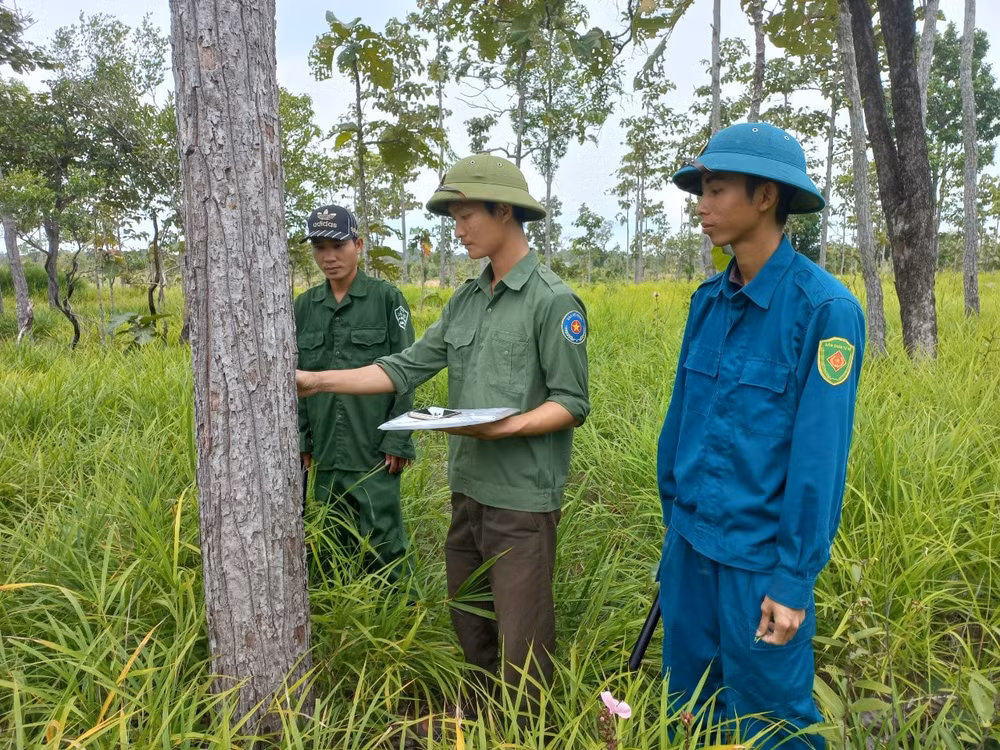 gia lai can bo quan ly bao ve rung dua nhau nghi viec rung tu nhien dung truoc nguy co bi tan pha hinh 3
