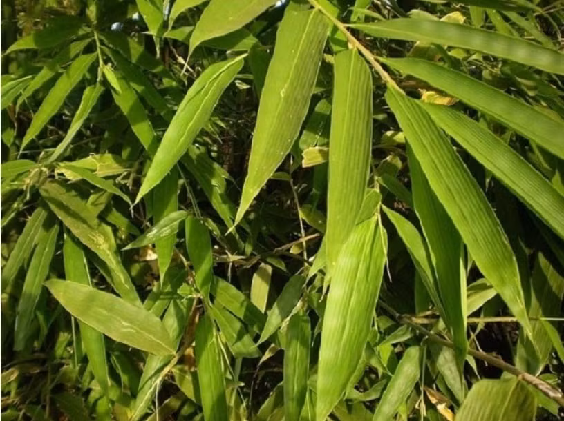 nhung bai thuoc dan gian chua sot xuat huyet hinh 2