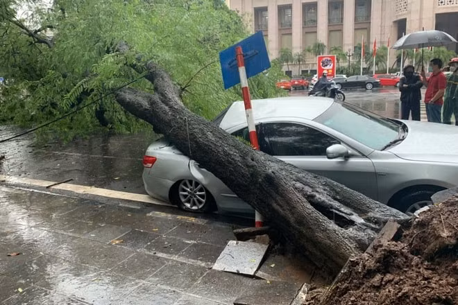 ha noi cay co thu bat goc de bep xe camry tien ty hinh 1