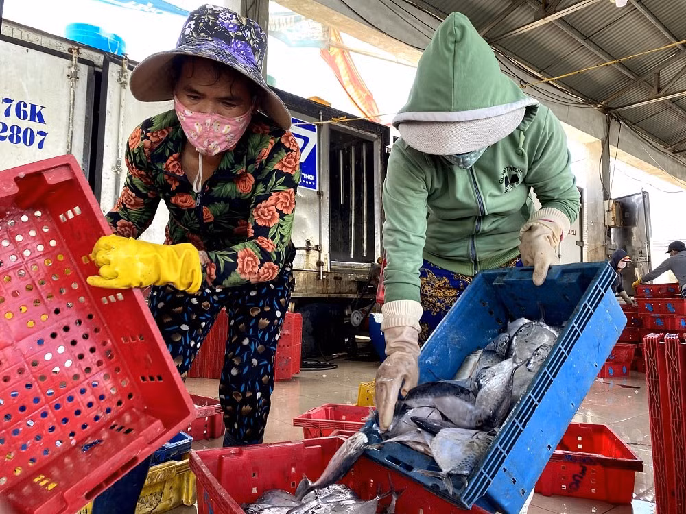 quang ngai mo cua cang ca cho phep van tai khach tuyen ly son sa ky duoc hoat dong hinh 1