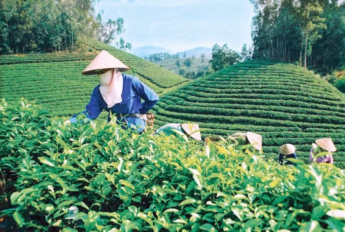 Người dân thôn Khe Trang,&nbsp;xã An Bình xóa đỏi giảm nghèo nhờ mô hình chè Bát Tiên.