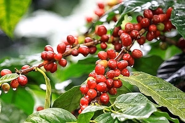 Giá cà phê Tây Nguyên và miền Nam lên cao nhất 31.100 đồng/kg. Ảnh minh họa.